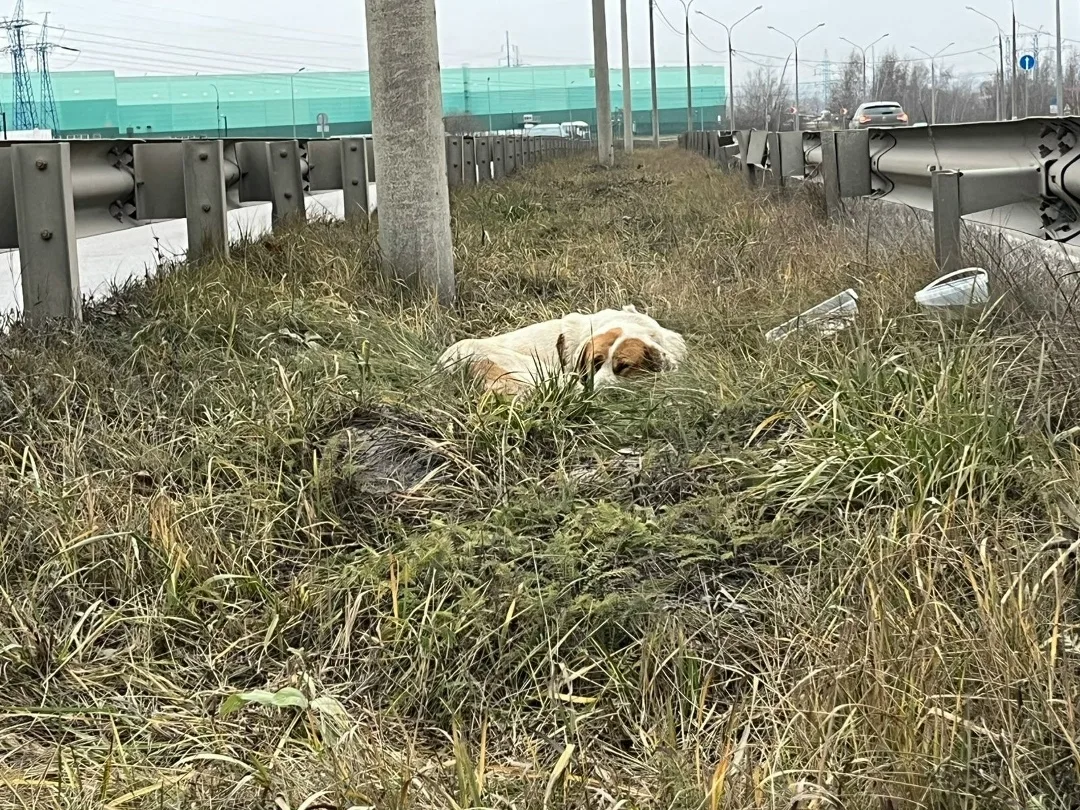 Найдена собака в Домодедове — фото питомца