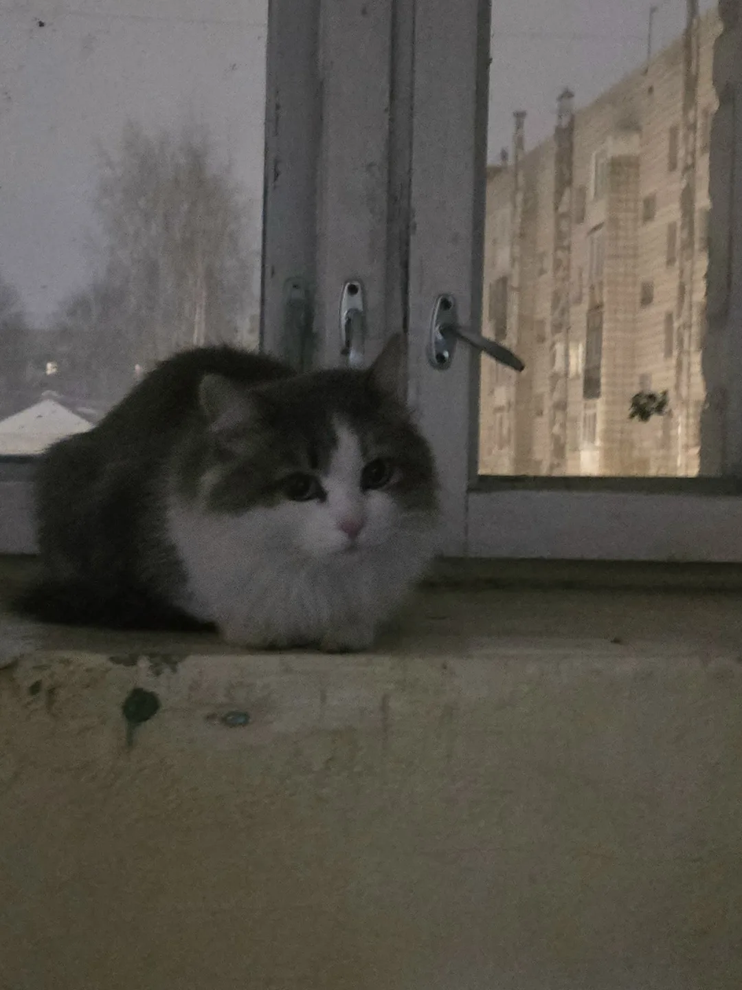 Найдена кошка в Сыктывкаре — фото питомца