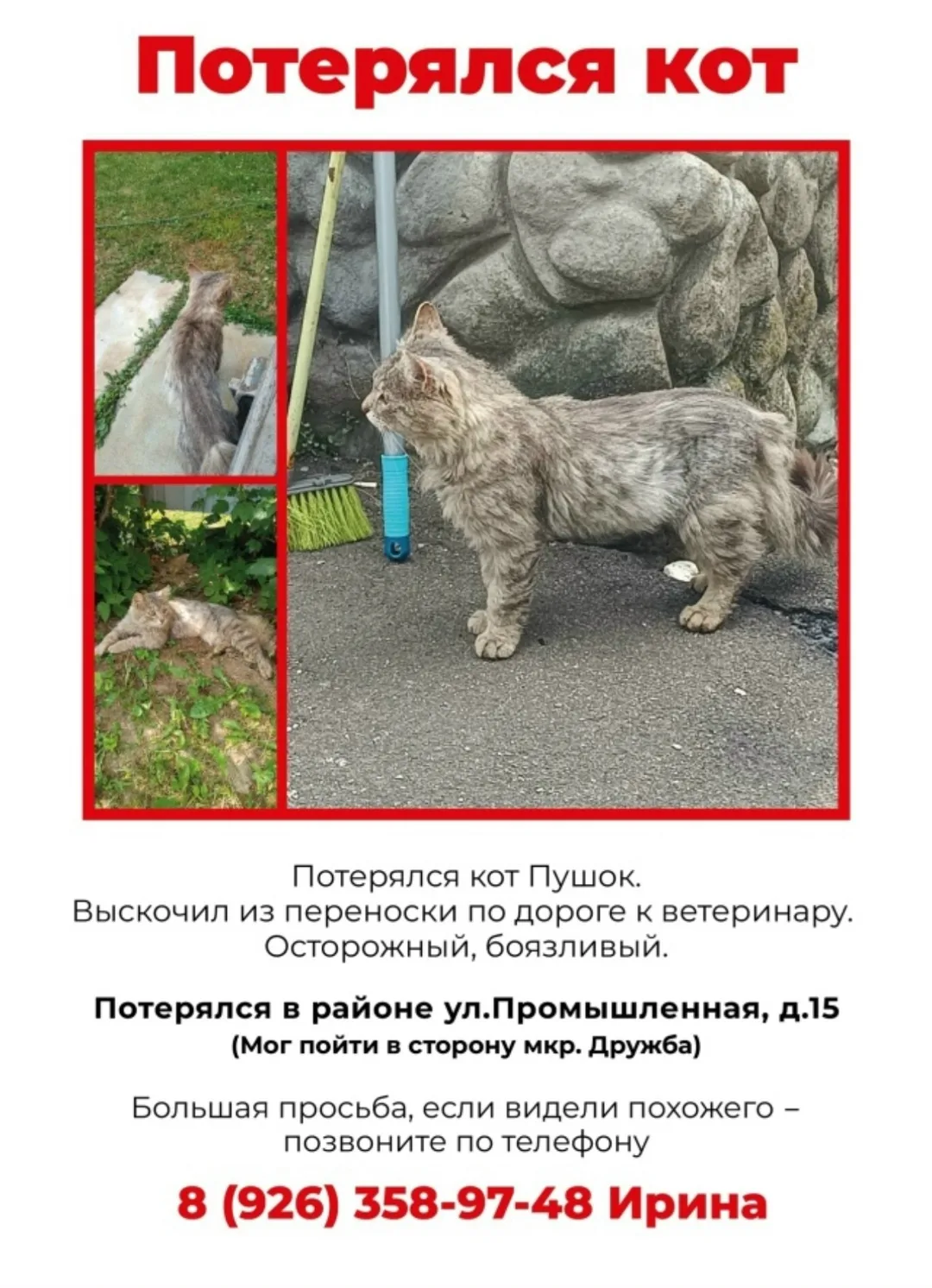 Пропала кошка в Домодедове — фото питомца