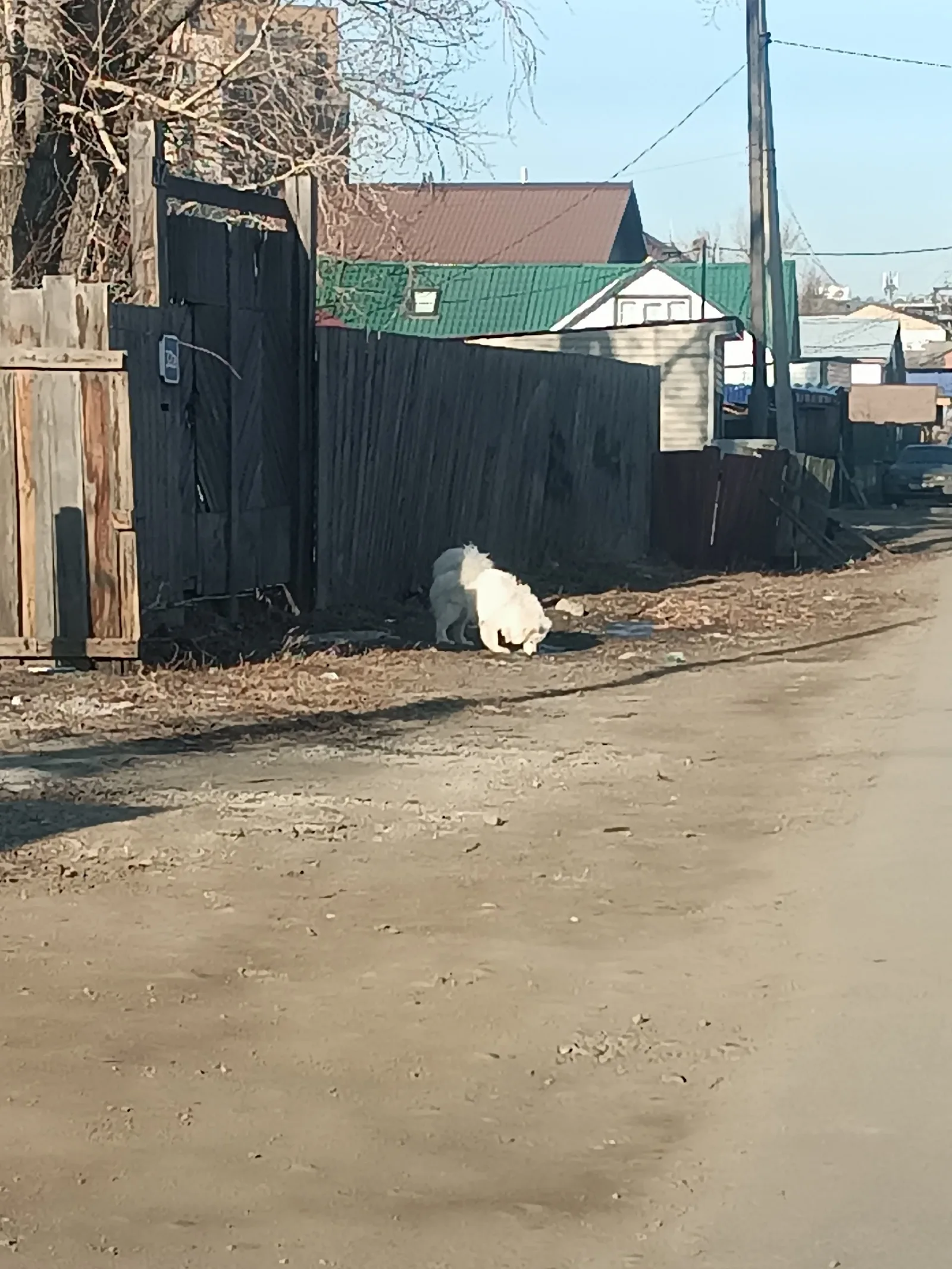 Пропала собака в Иркутске — фото питомца