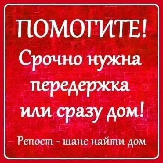 Найдена собака в Сыктывкаре — фото питомца