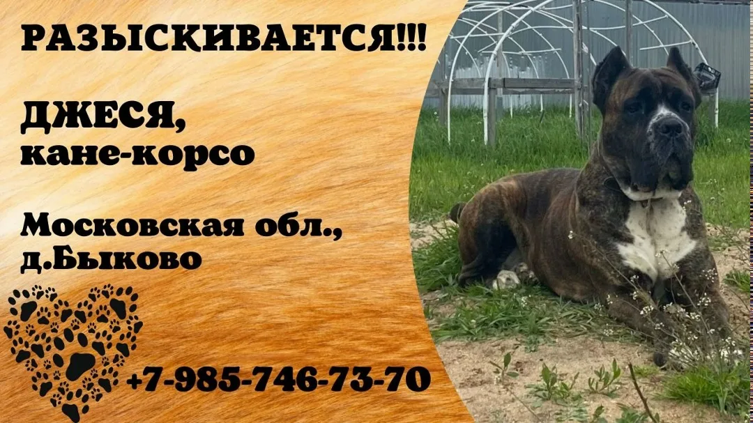 Пропала собака в Домодедове — фото питомца