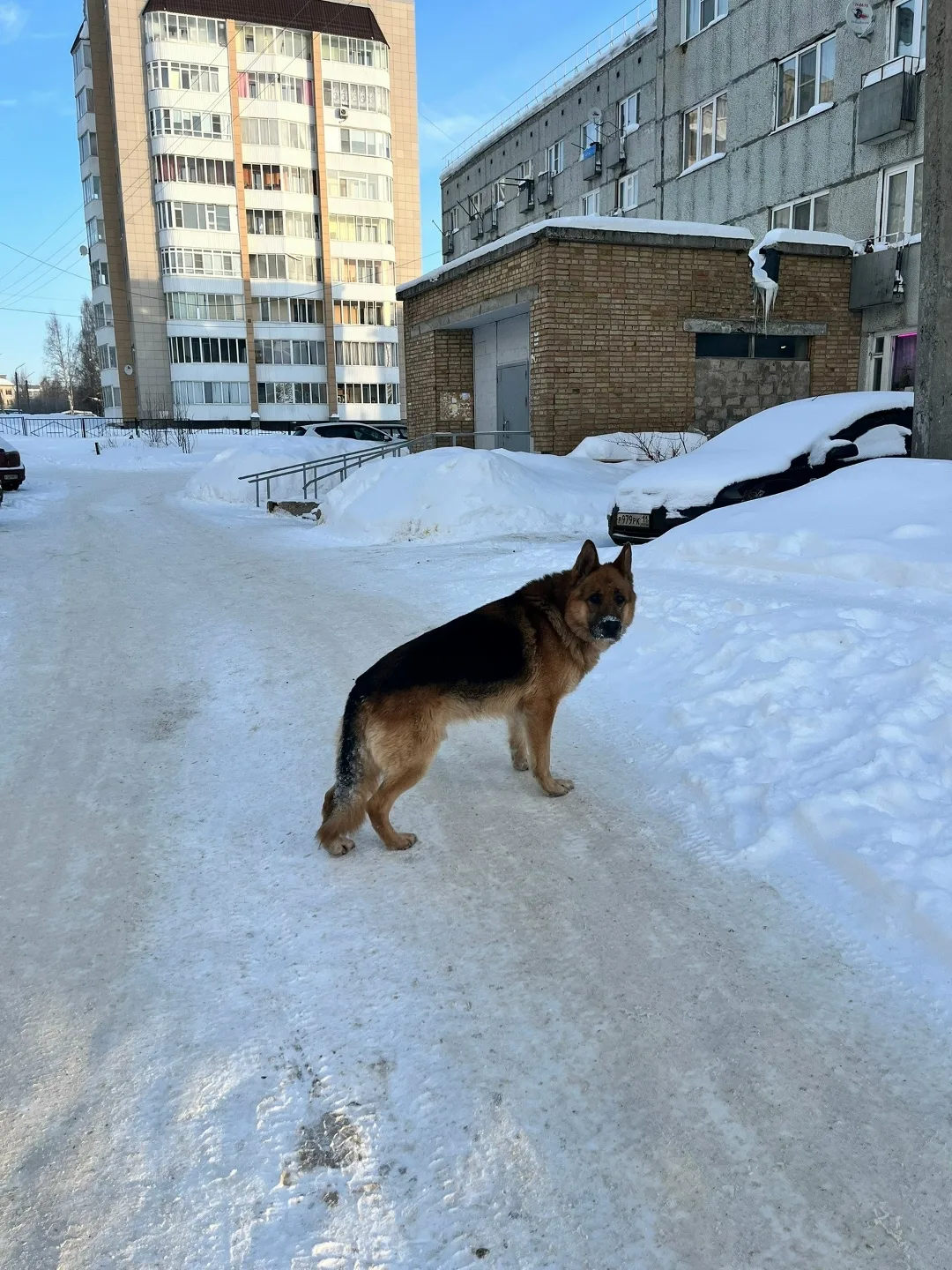 Пропала собака в Сыктывкаре — фото питомца