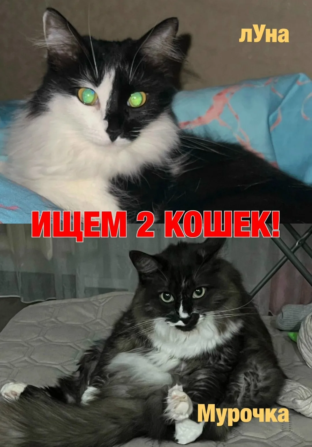 Пропала кошка в Сыктывкаре — фото питомца