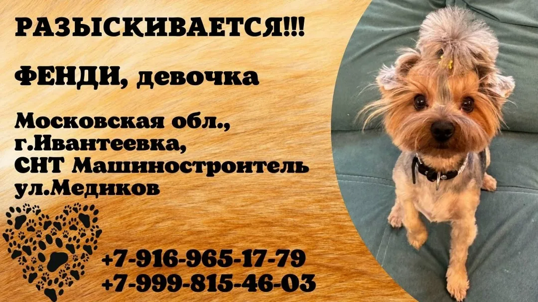 Пропала собака в Домодедове — фото питомца