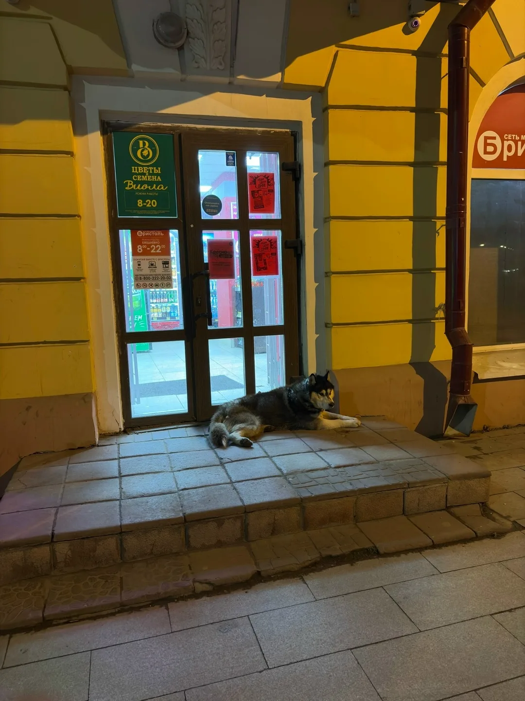 Пропала собака в Сыктывкаре — фото питомца