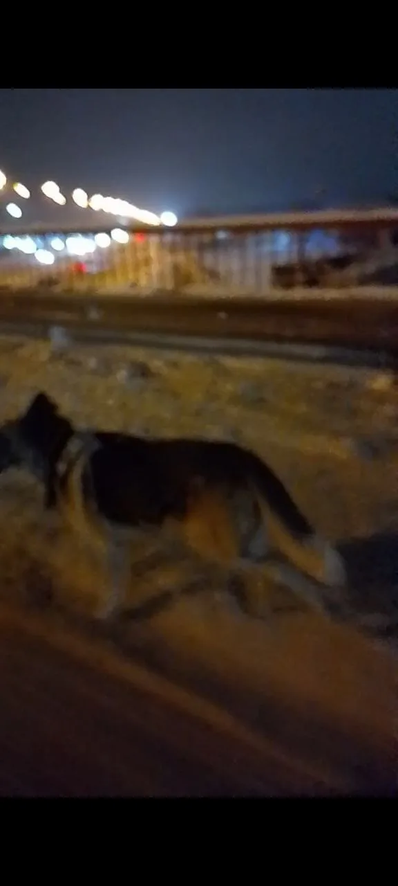 Пропала собака в Домодедове — фото питомца