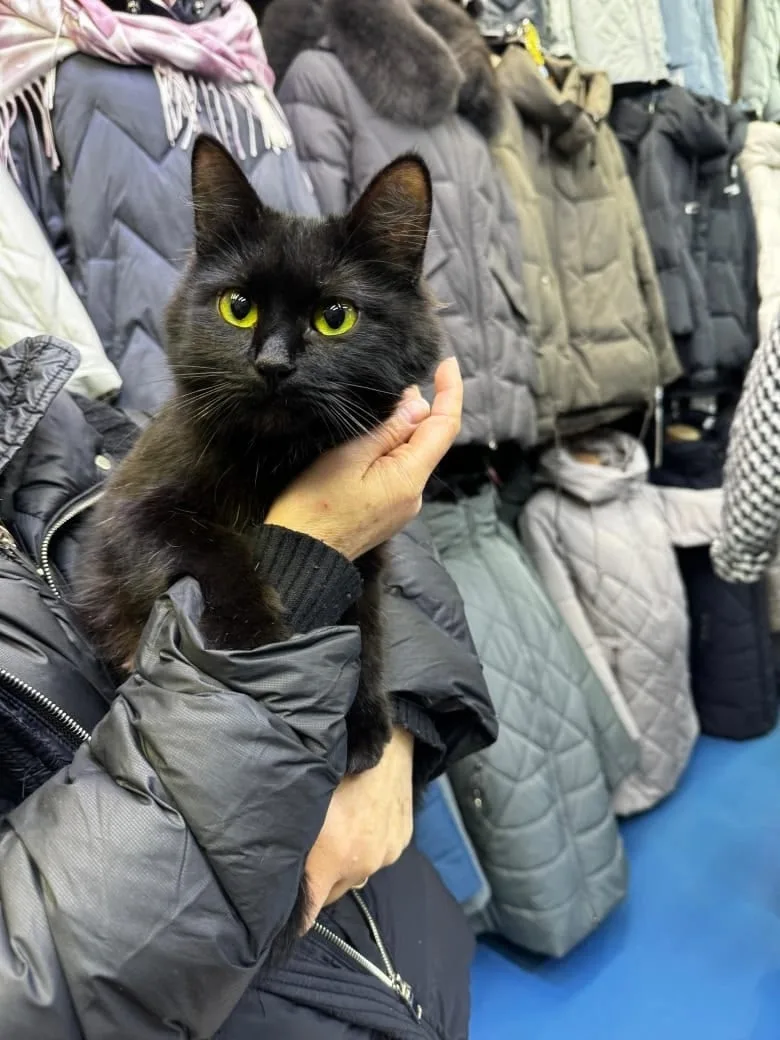 Найдена кошка в Домодедове — фото питомца