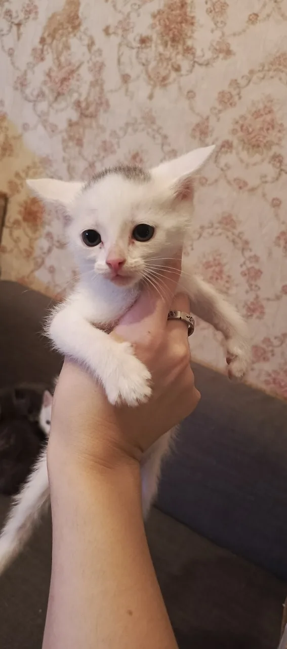 Найдена кошка в Домодедове — фото питомца