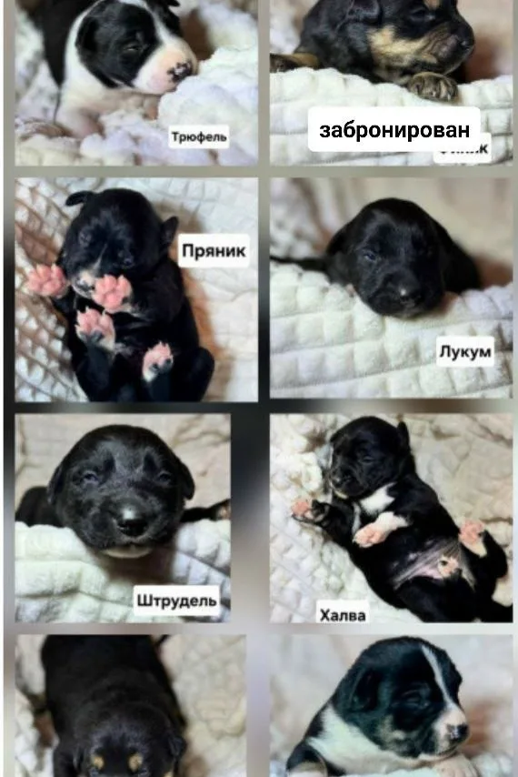 Пропала собака в Клине — фото питомца