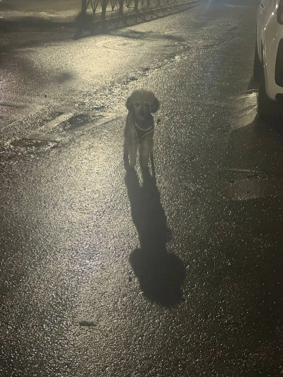 Пропала собака в Долгопрудном — фото питомца