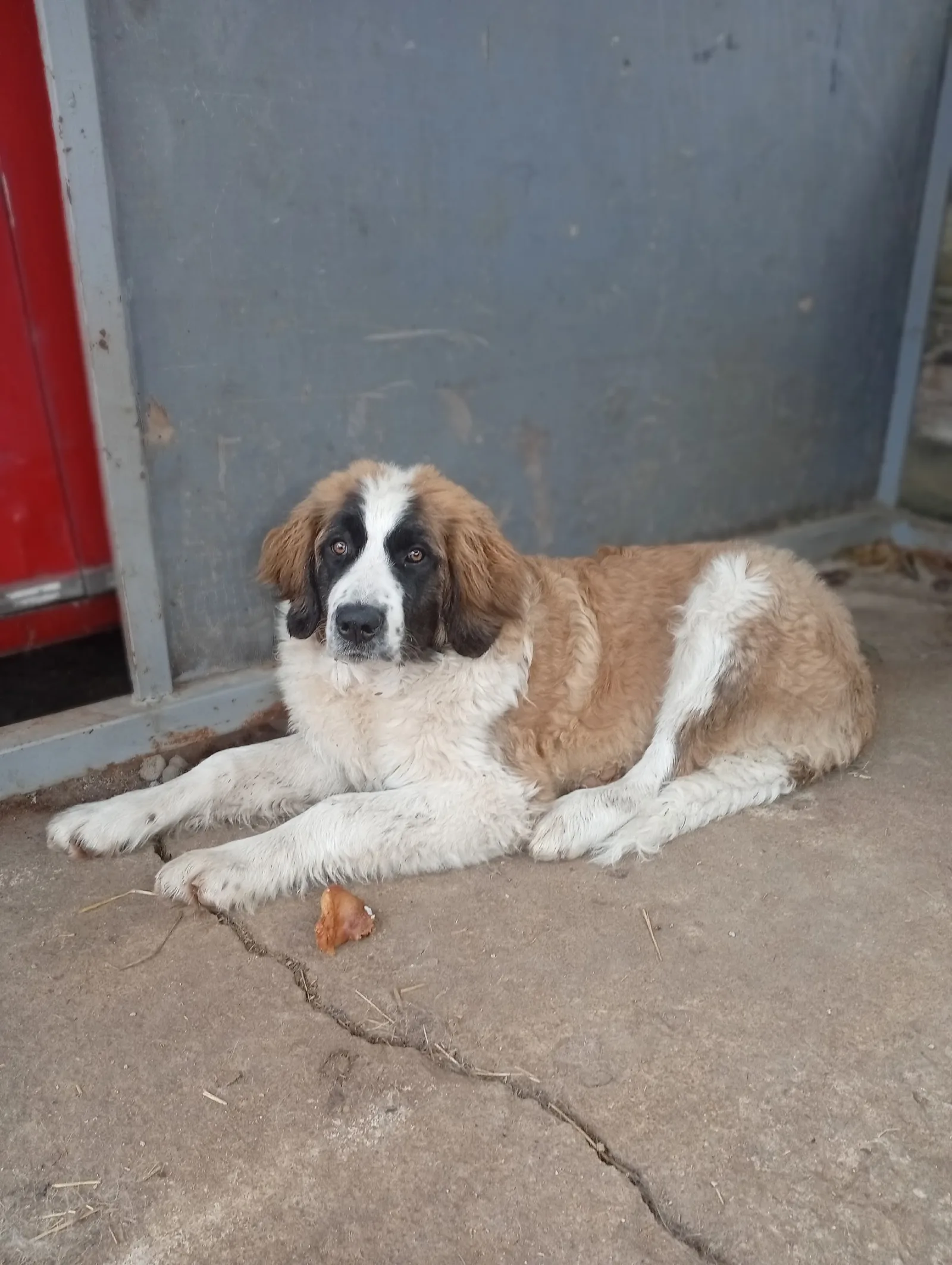 Пропала собака в Смоленске — фото питомца