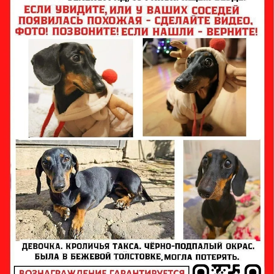Найдена собака в Клине — фото питомца