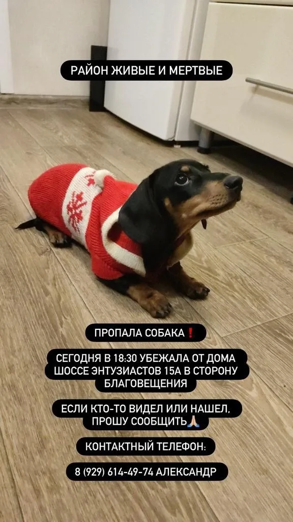 Пропала собака в Ногинске — фото питомца