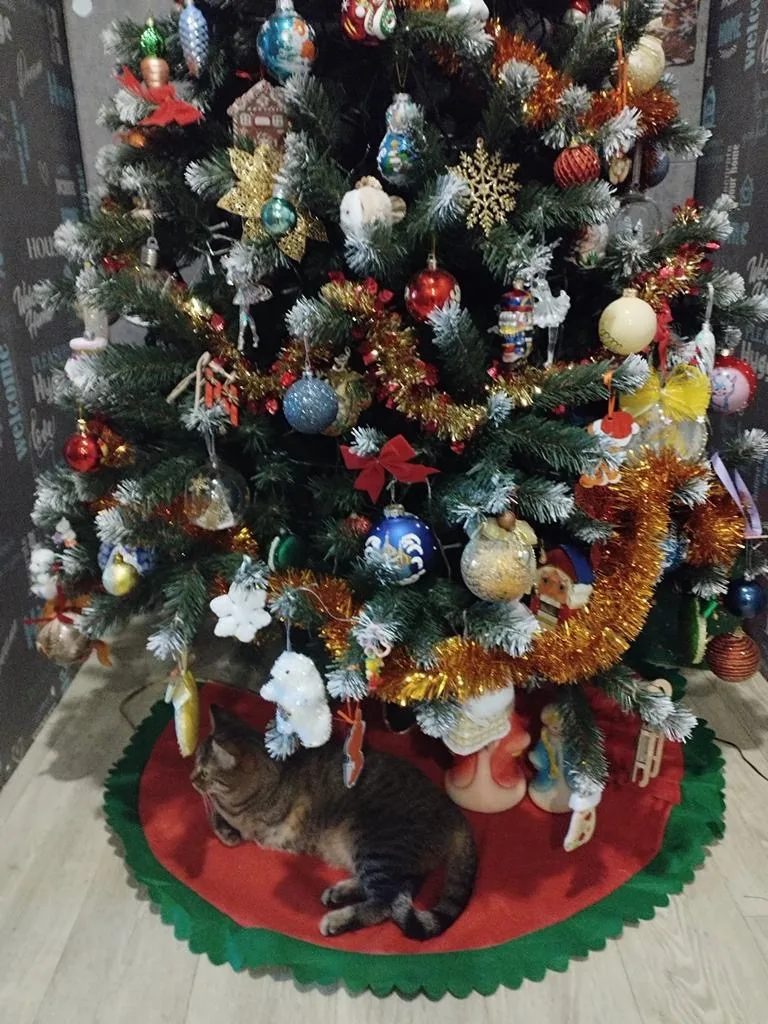 Пропала кошка в Ногинске — фото питомца