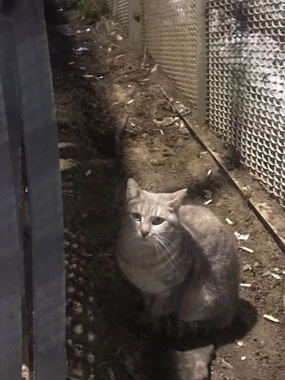 Найдена кошка в Раменском — фото питомца