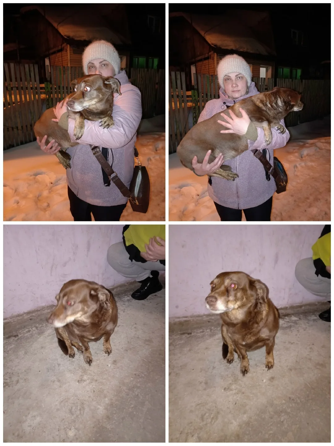 Найдена собака в Бердске — фото питомца