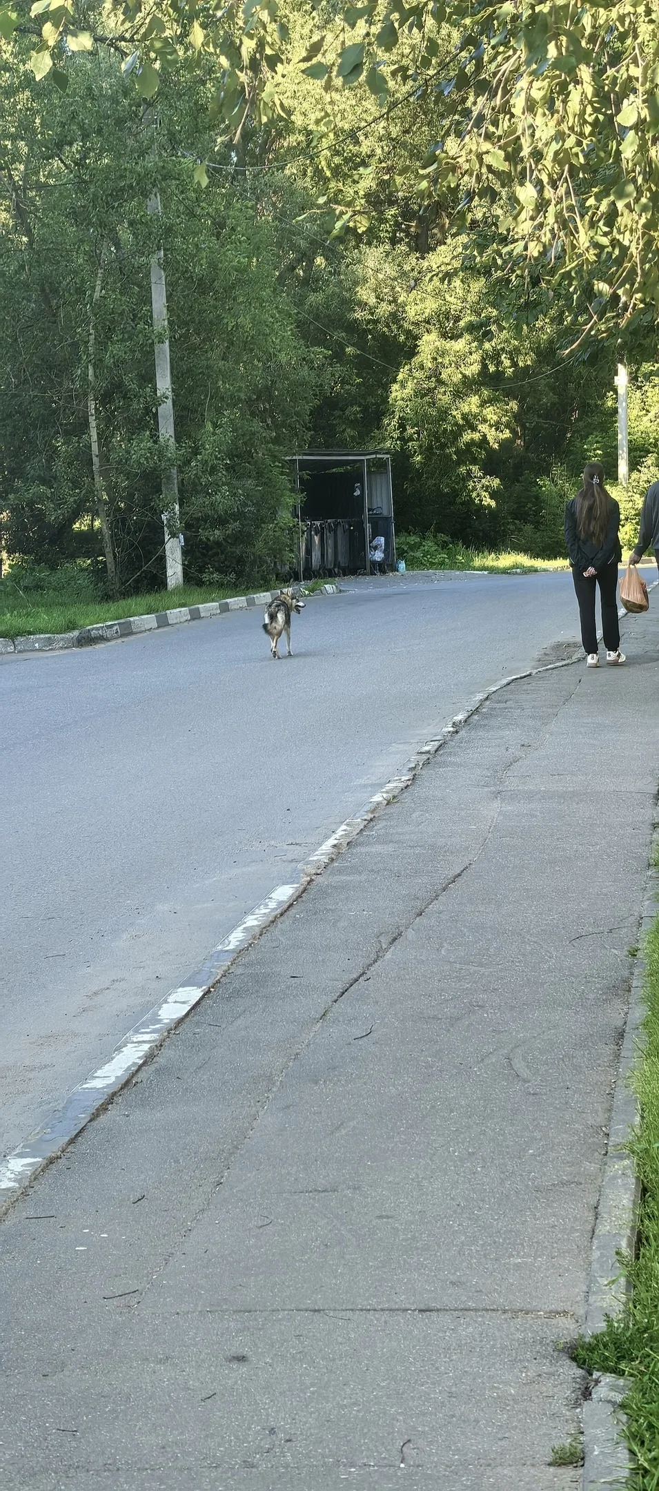 Пропала собака в Лобне — фото питомца