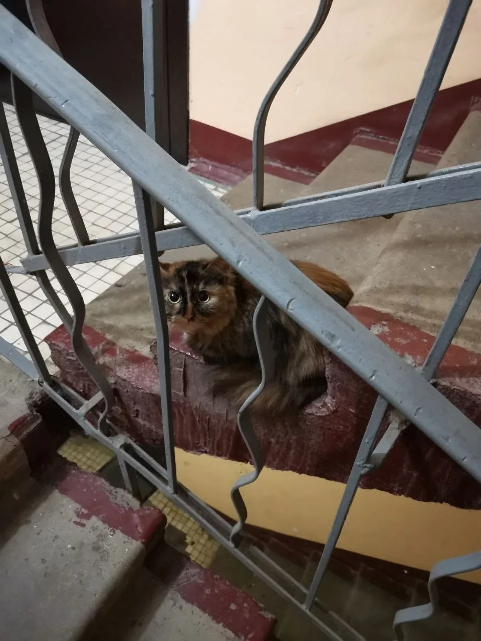 Найдена кошка в Лобне — фото питомца
