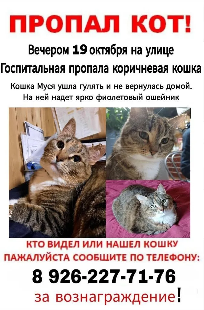 Пропала собака в Ногинске — фото питомца