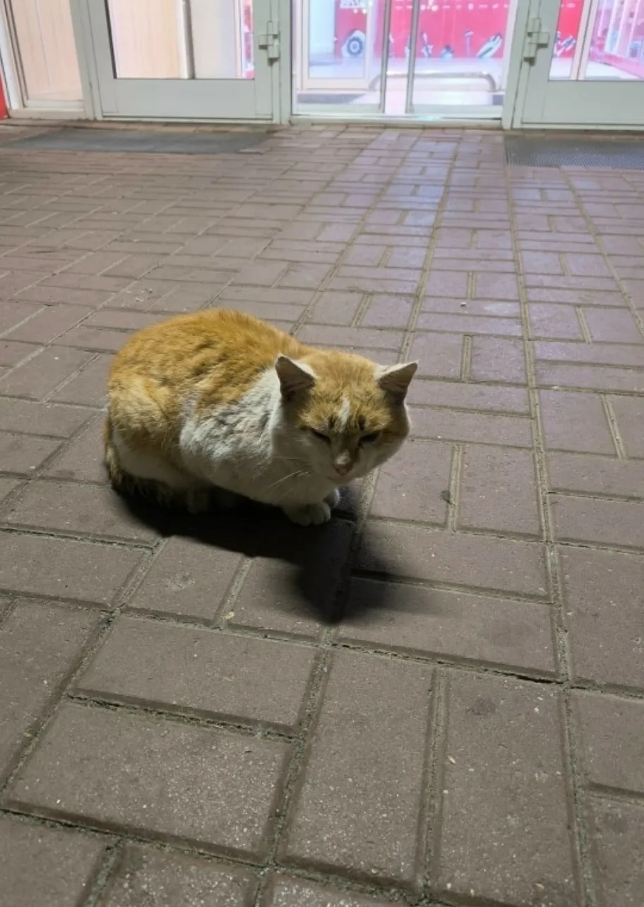 Найдена кошка в Раменском — фото питомца