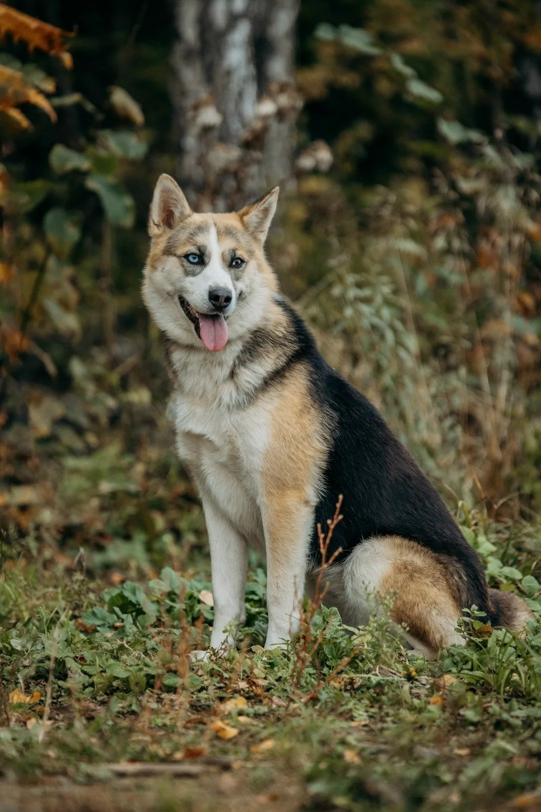Пропала собака в Раменском — фото питомца