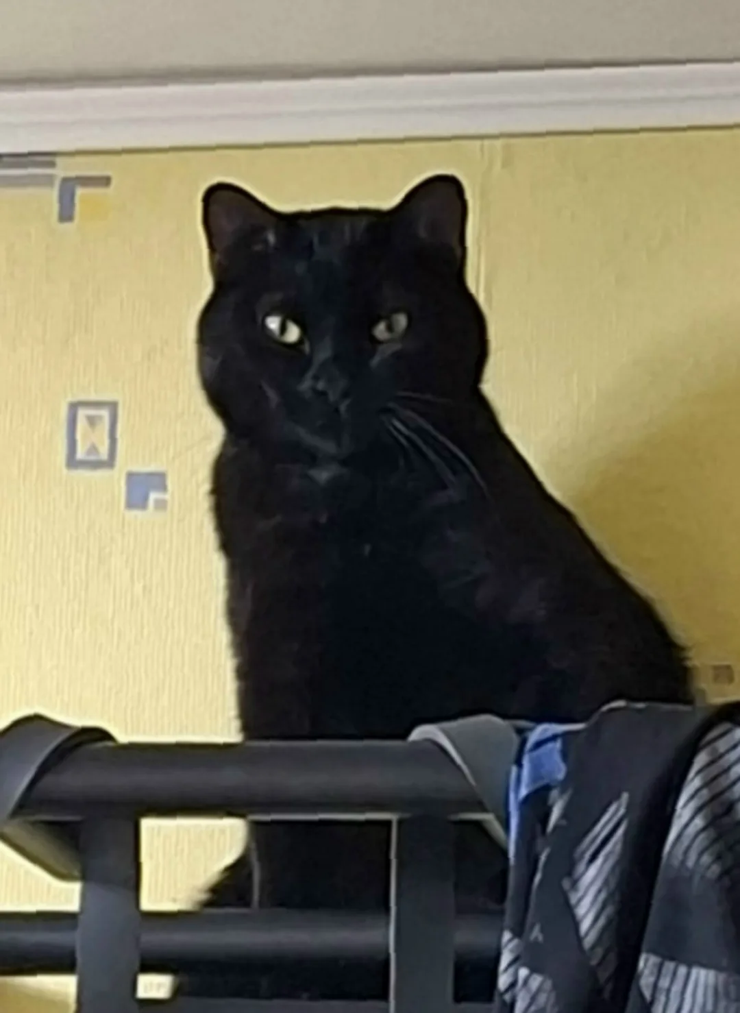 Пропала кошка в Ногинске — фото питомца