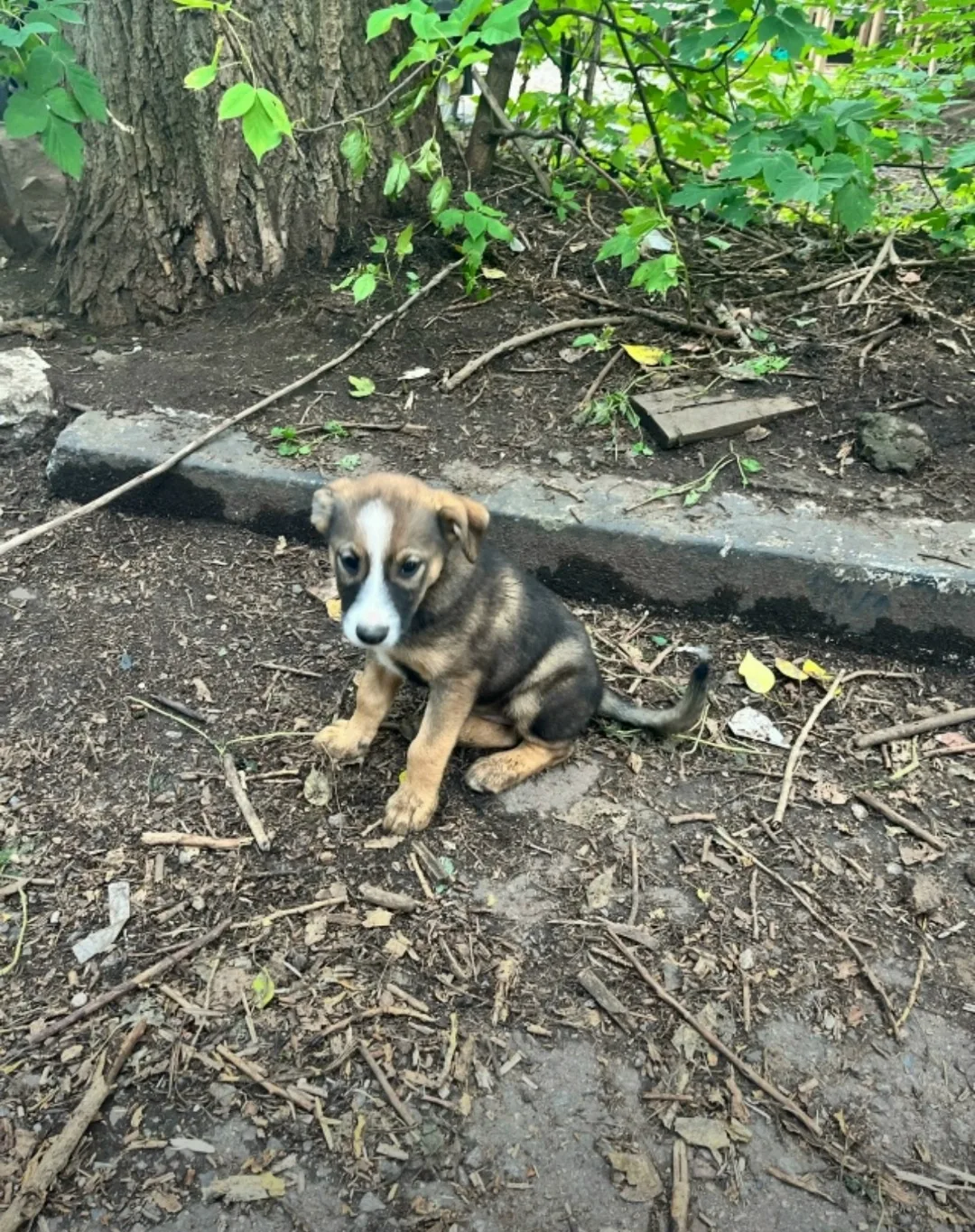 Пропала собака в Клине — фото питомца