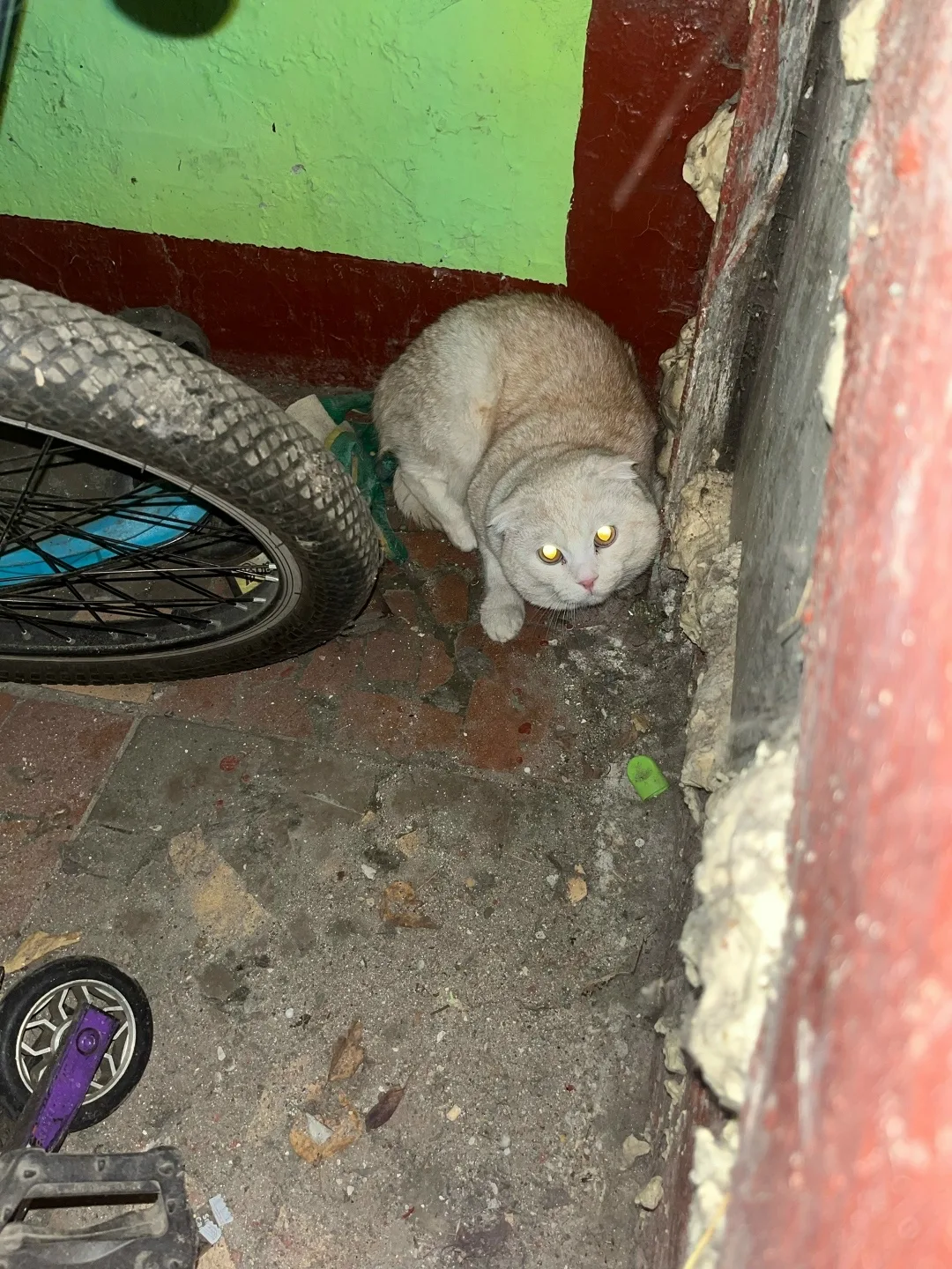 Найдена кошка в Раменском — фото питомца