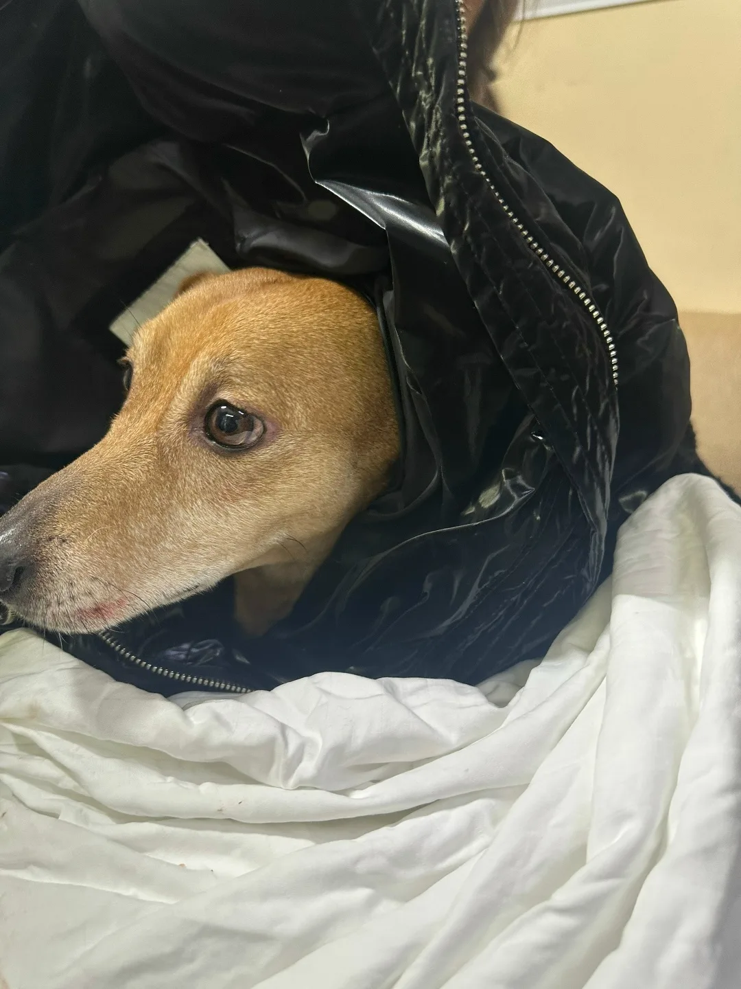 Найдена собака в Бердске — фото питомца