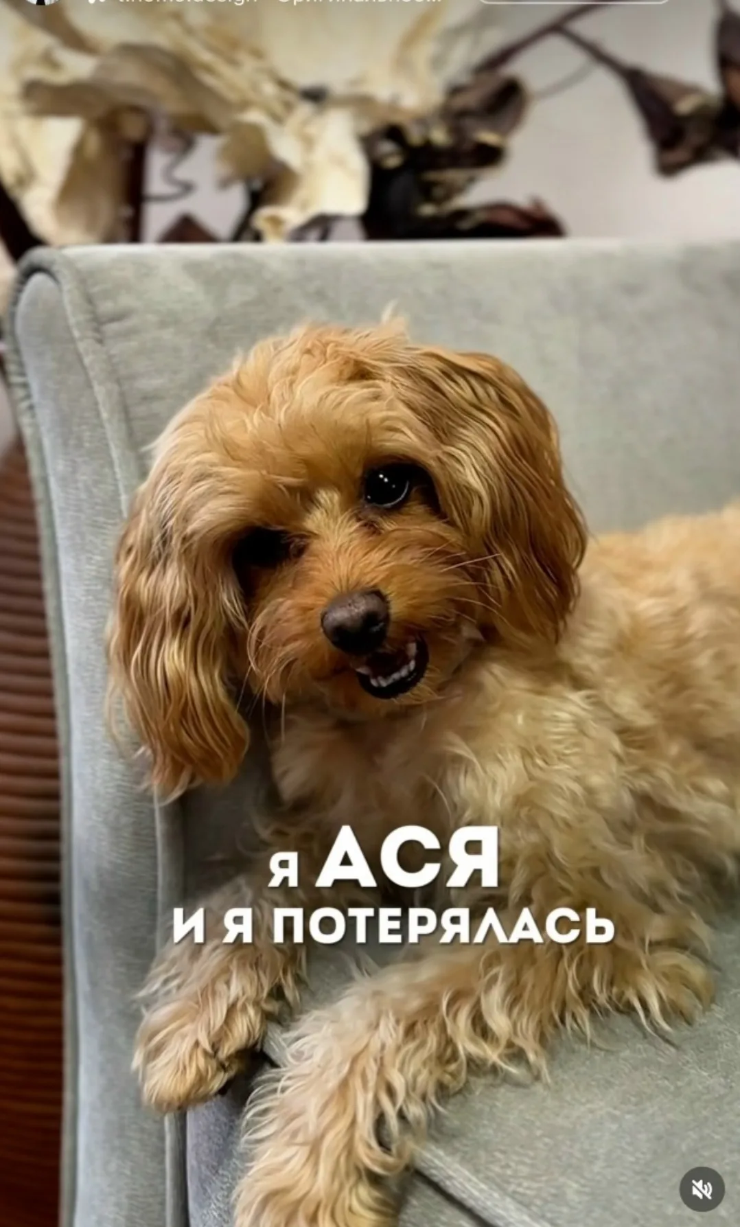 Найдена собака в Ногинске — фото питомца