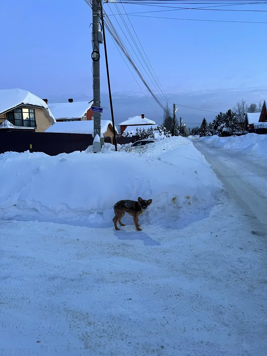 Найдена собака в Раменском — фото питомца