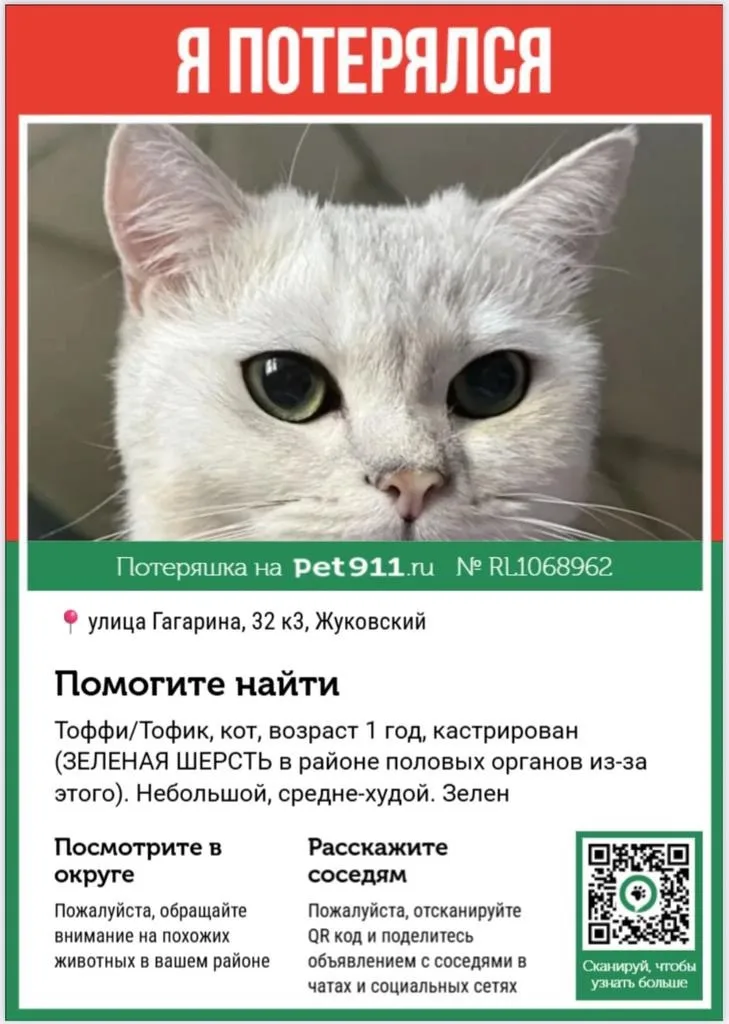 Пропала кошка в Жуковском — фото питомца