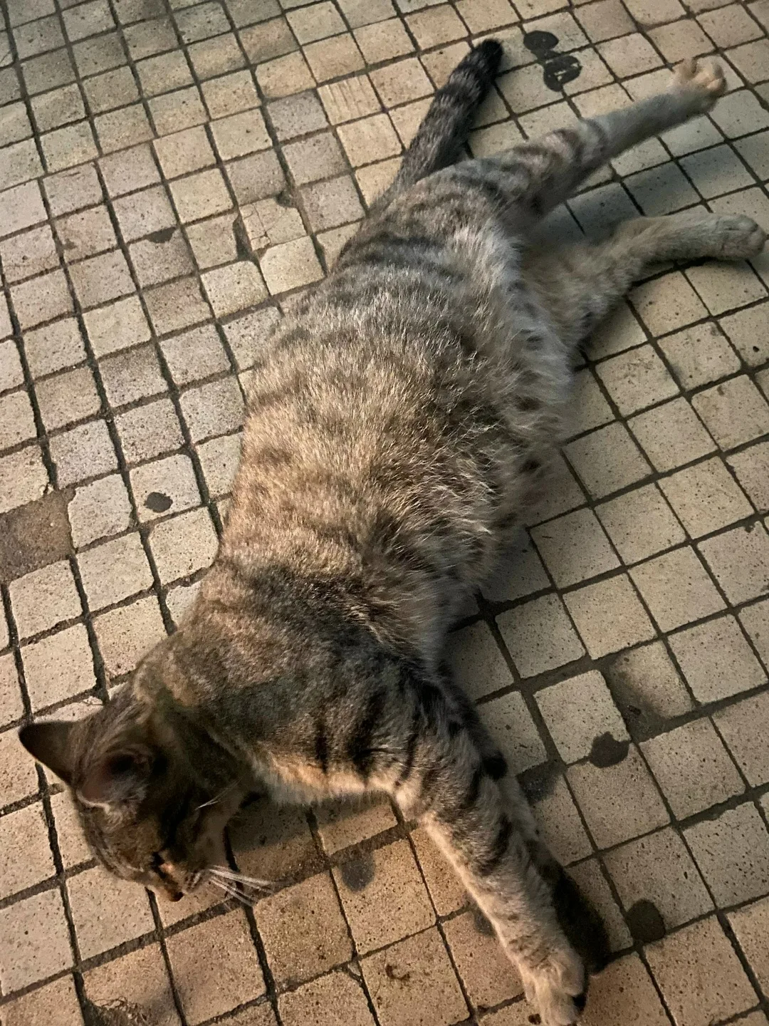 Найдена кошка в Реутове — фото питомца