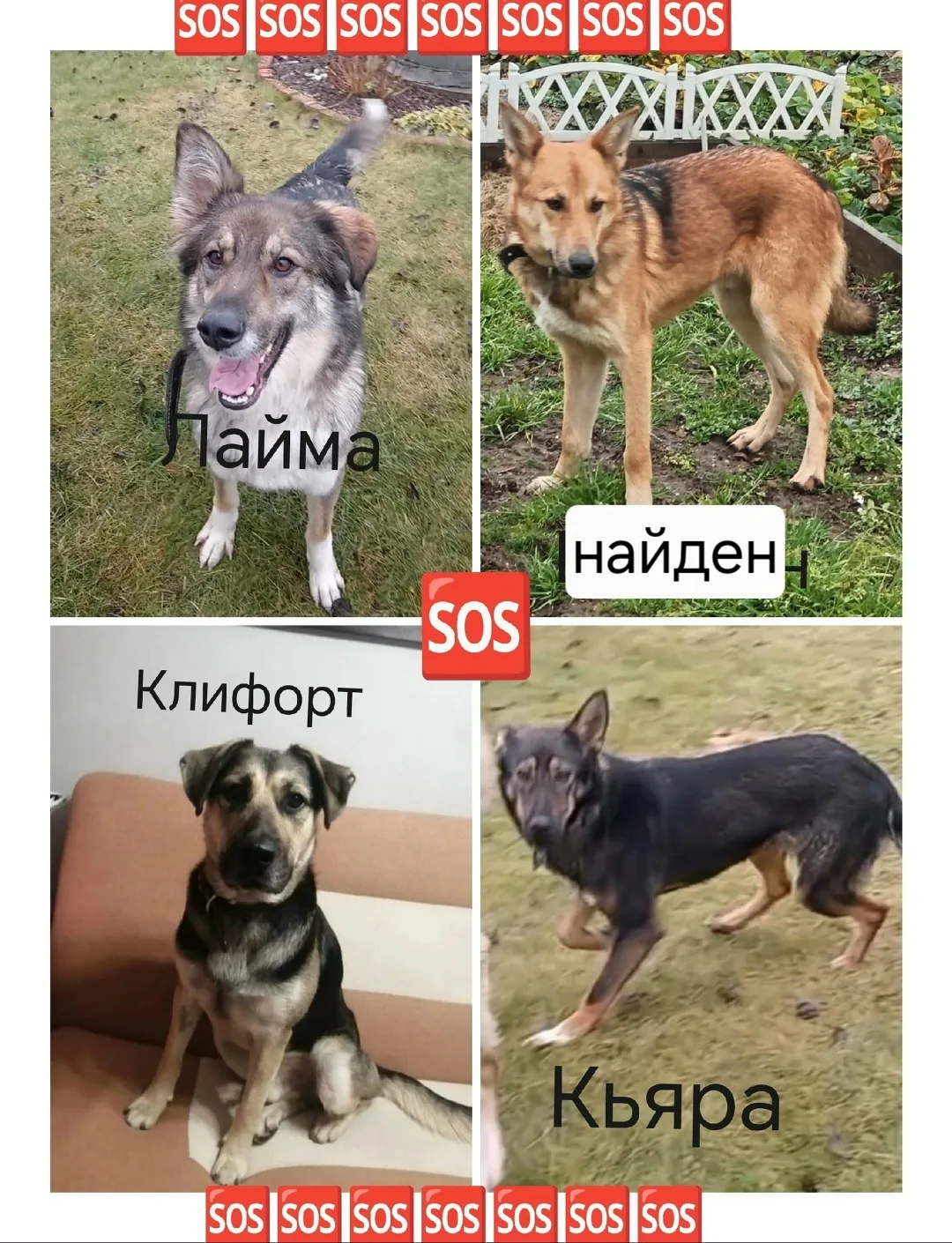 Пропала собака в Лобне — фото питомца
