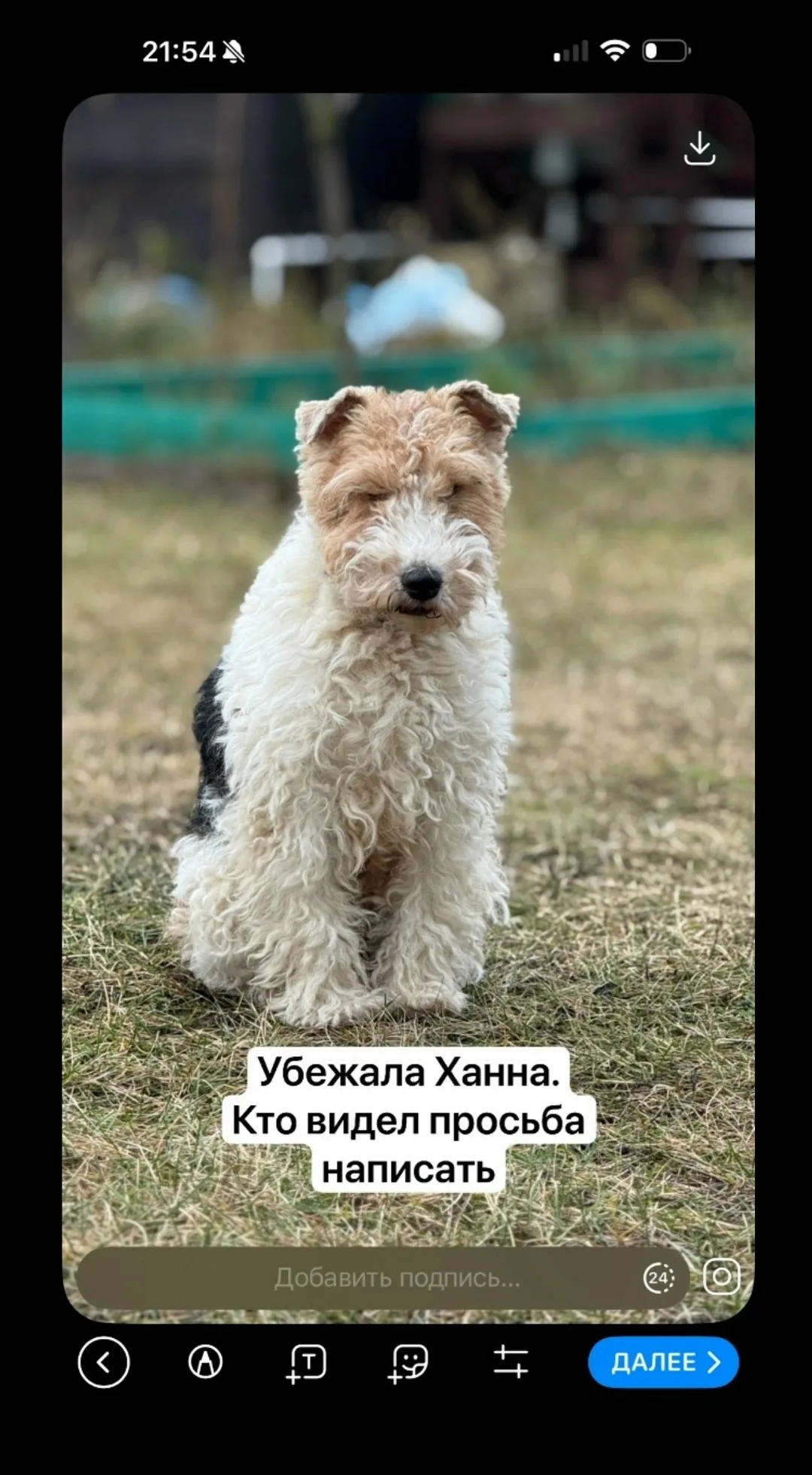 Пропала собака в Раменском — фото питомца