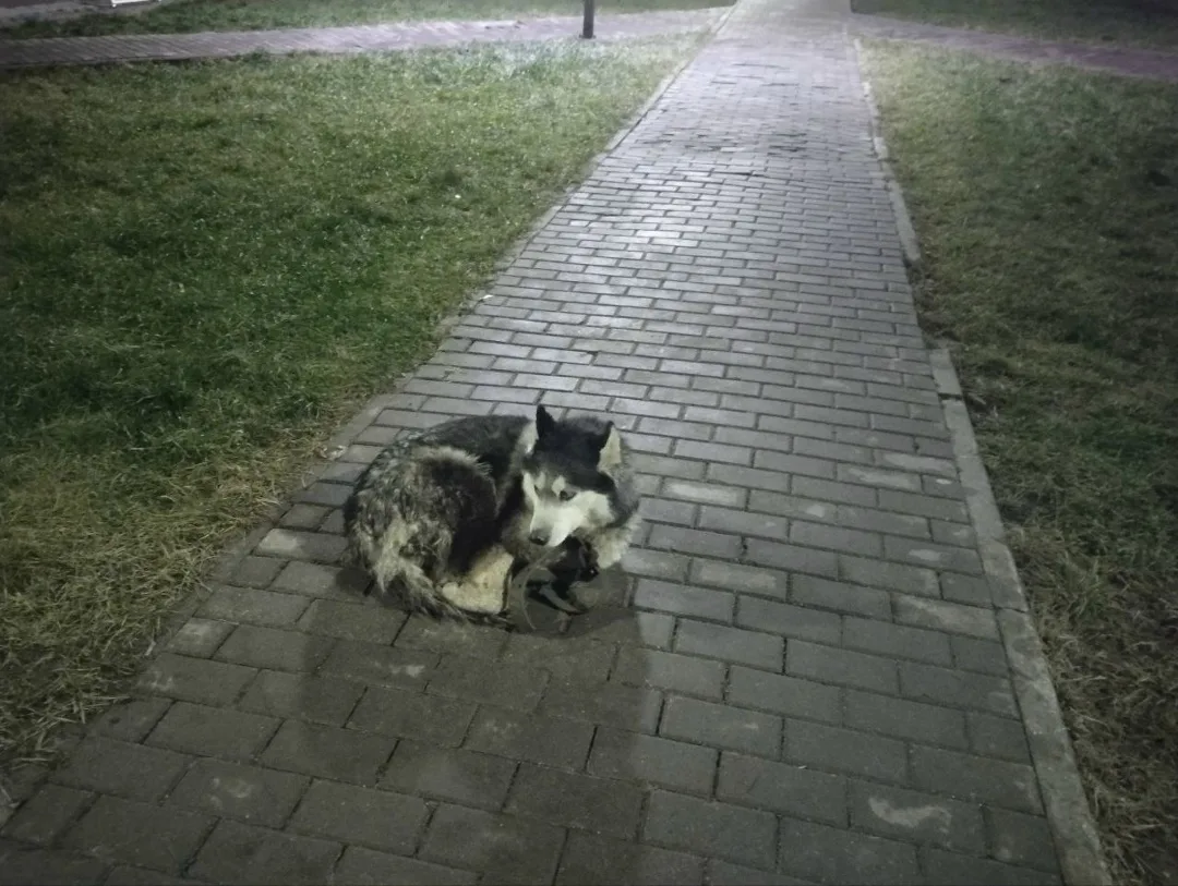 Пропала собака в Лобне — фото питомца