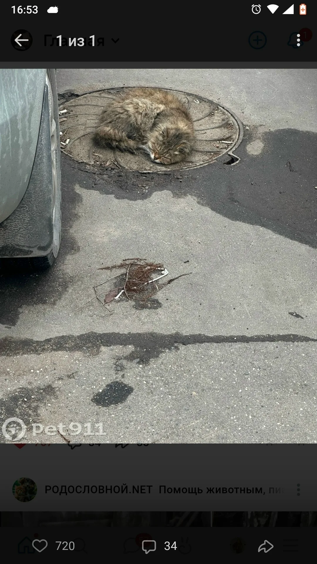 Найдена кошка в Долгопрудном — фото питомца