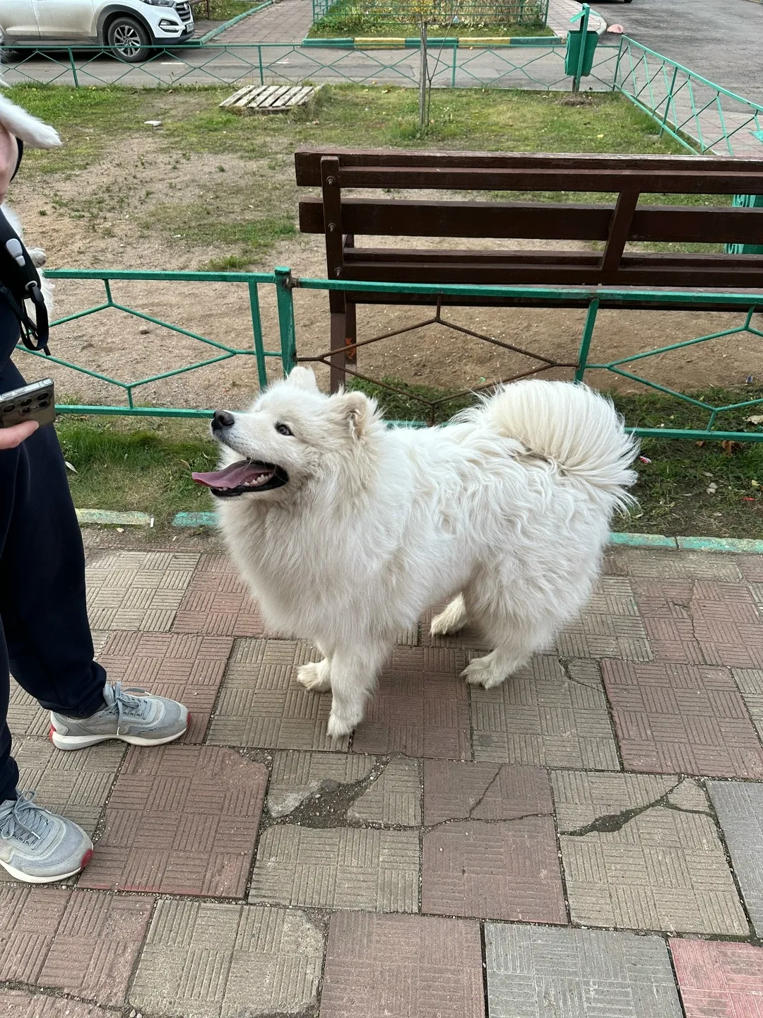 Найдена собака в Лобне — фото питомца