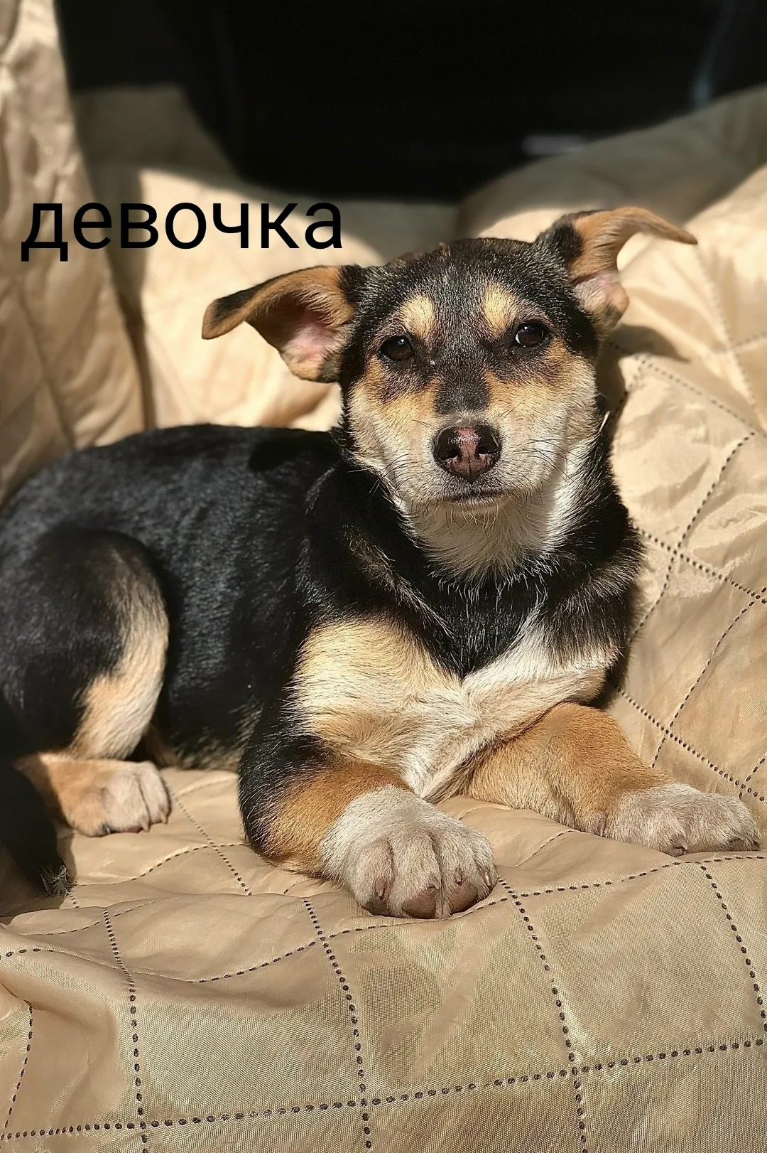 Найдена собака в Лобне — фото питомца