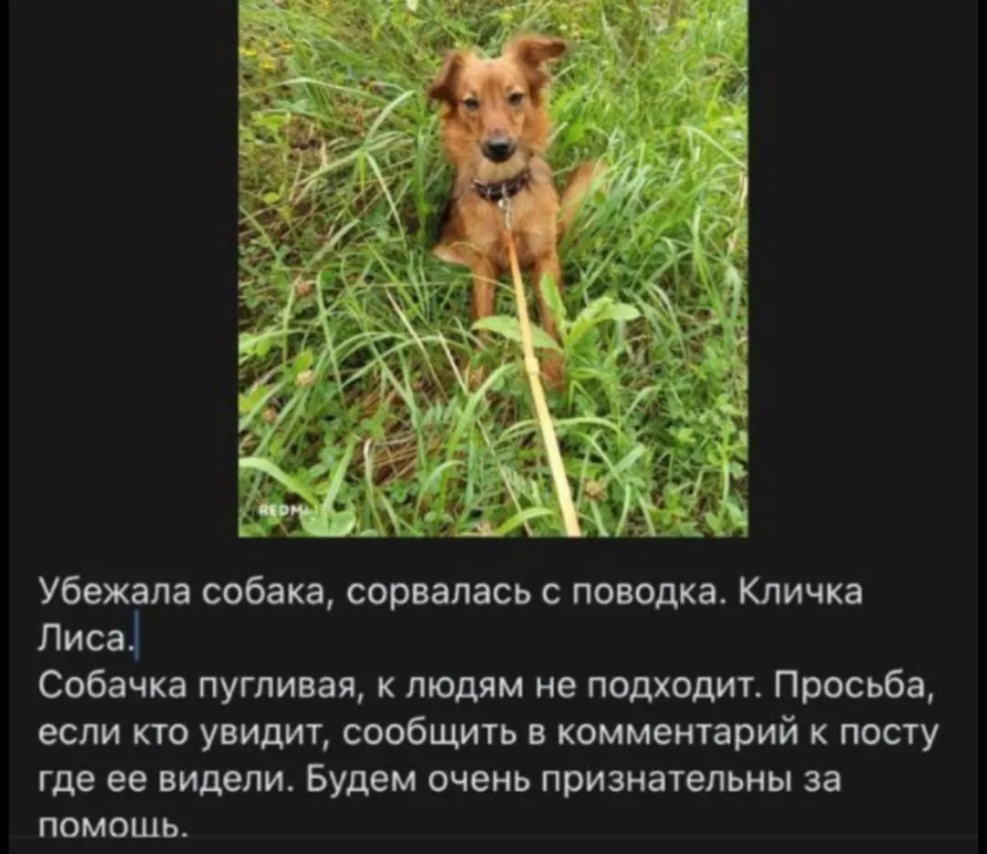 Пропала собака в Клине — фото питомца