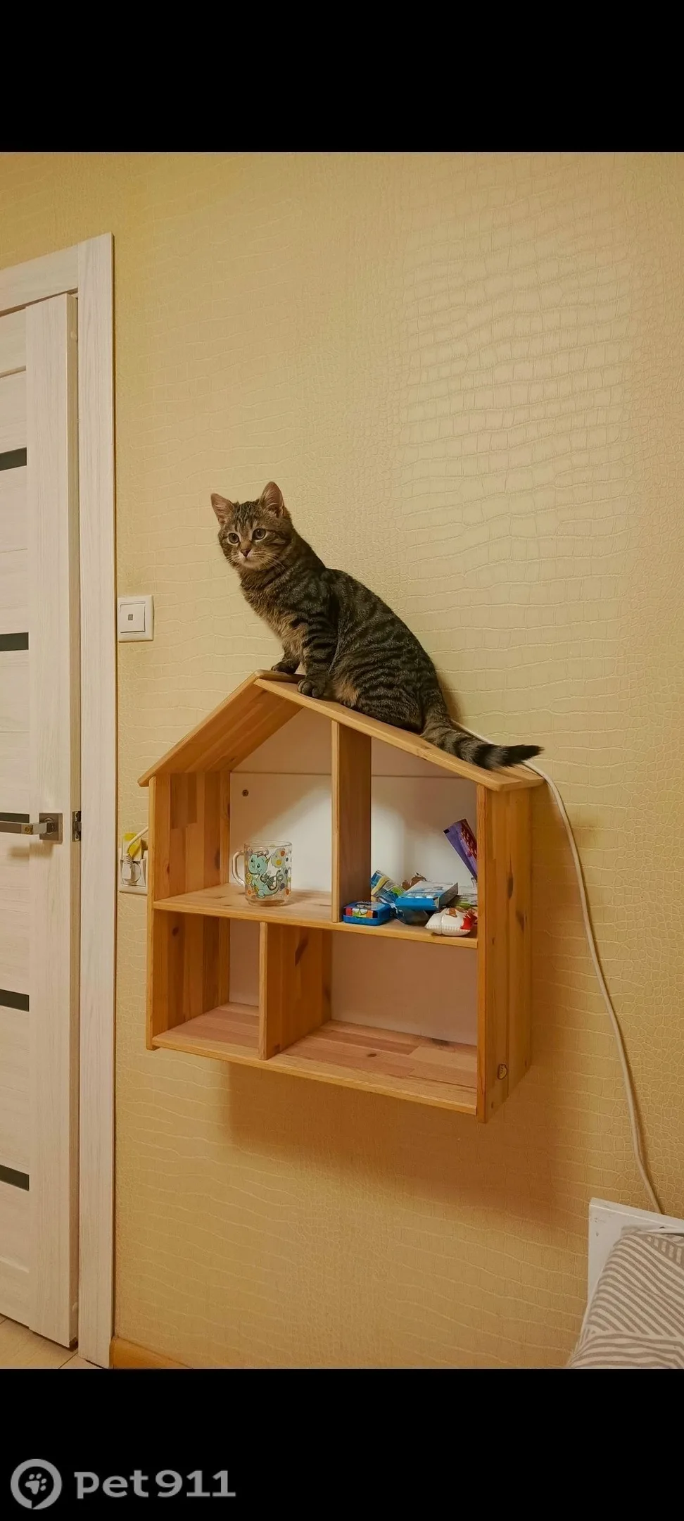 Пропала кошка в Реутове — фото питомца