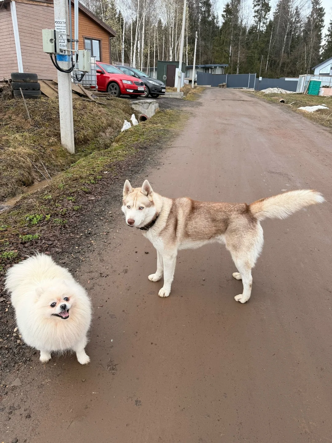 Пропала собака в Лобне — фото питомца