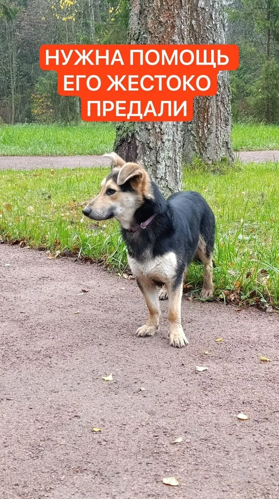 Найдена собака в Клине — фото питомца