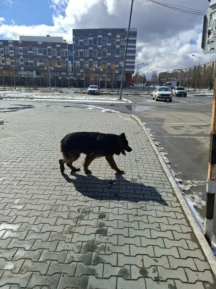Пропала собака в Нижнем Тагиле — фото питомца