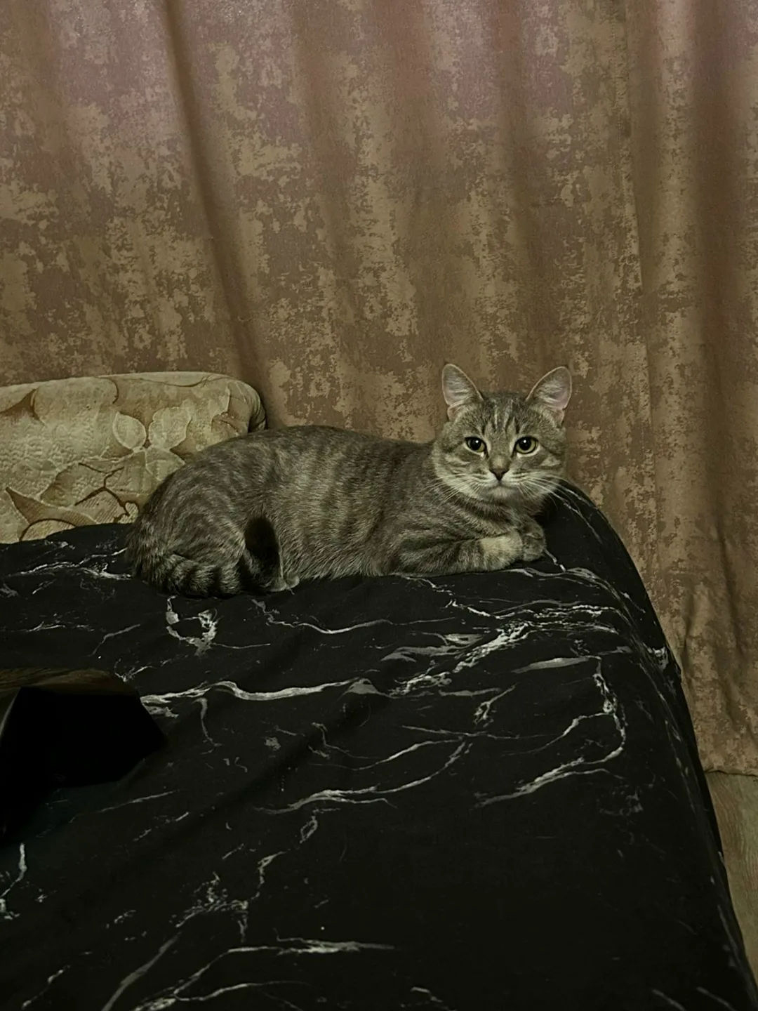 Пропала кошка в Лобне — фото питомца