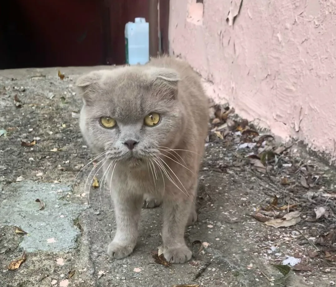 Найдена кошка в Лобне — фото питомца