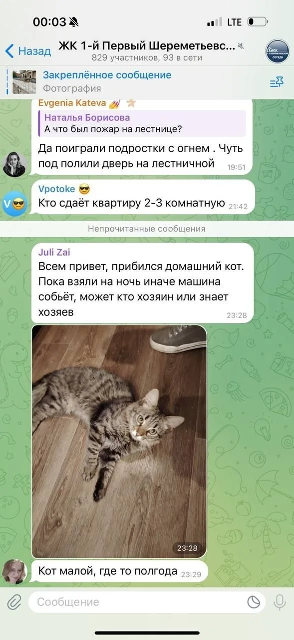 Найдена кошка в Долгопрудном — фото питомца