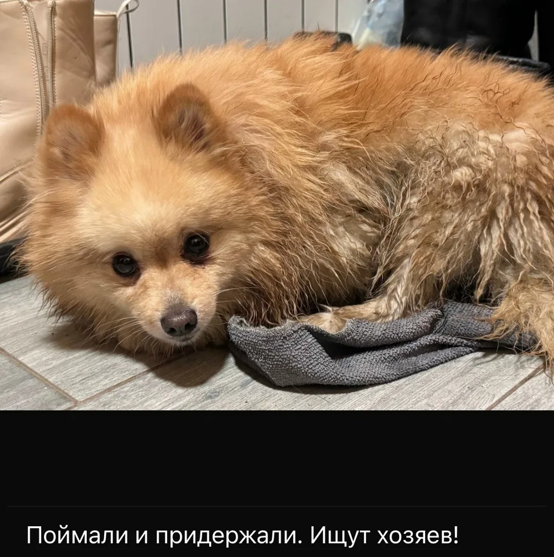 Найдена собака в Лобне — фото питомца