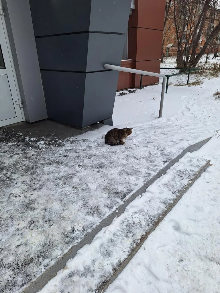Пропала кошка в Бердске — фото питомца